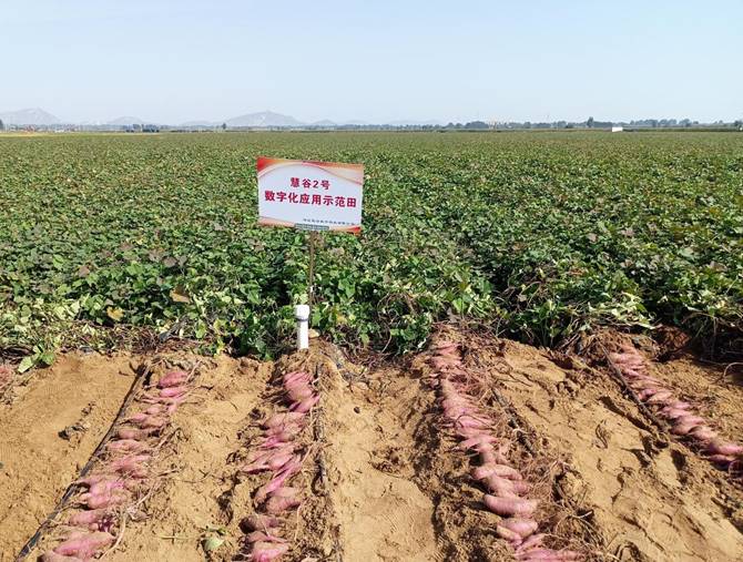 J9����ֱӪ��(�й�)�ٷ���վ