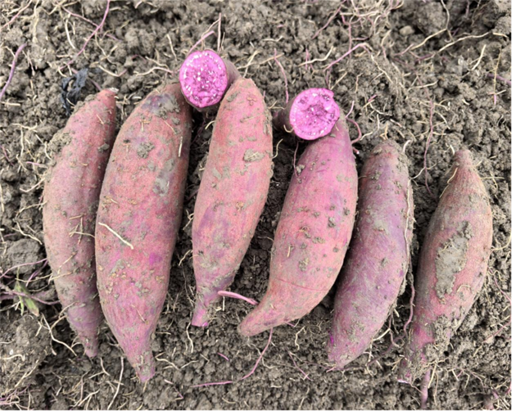 J9����ֱӪ��(�й�)�ٷ���վ