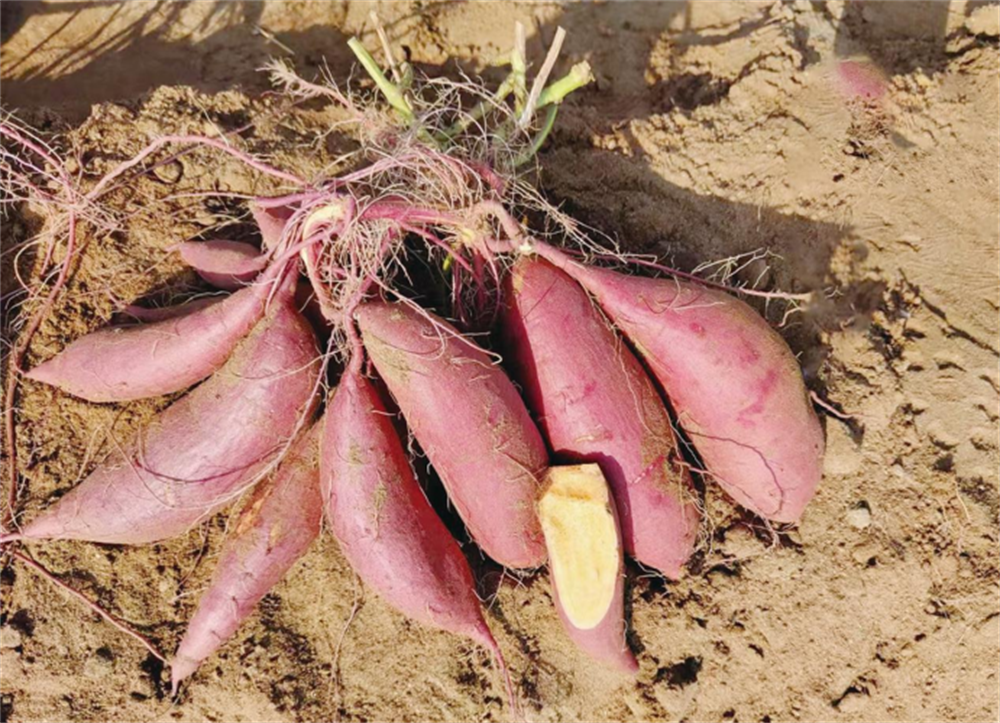 J9����ֱӪ��(�й�)�ٷ���վ