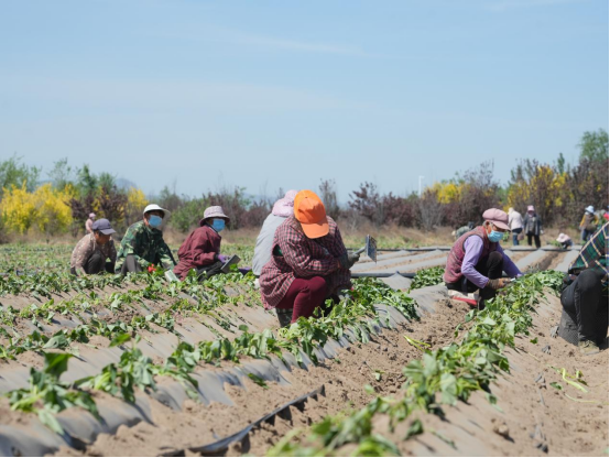 J9����ֱӪ��(�й�)�ٷ���վ