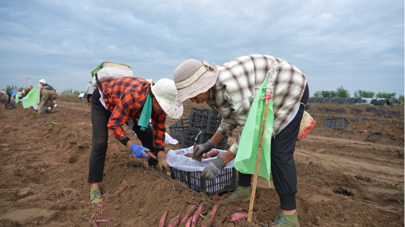 J9����ֱӪ��(�й�)�ٷ���վ