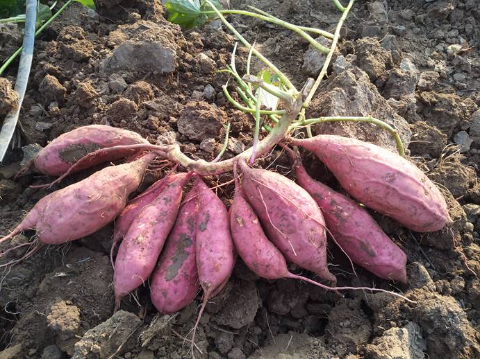 J9����ֱӪ��(�й�)�ٷ���վ