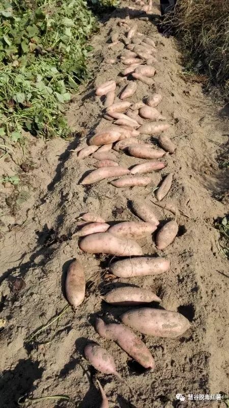 J9����ֱӪ��(�й�)�ٷ���վ